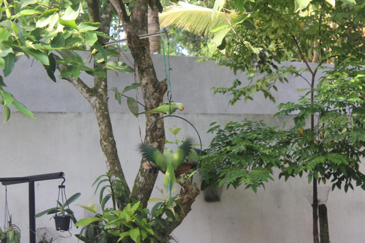 Palm Garden Guest House Ґалле Екстер'єр фото